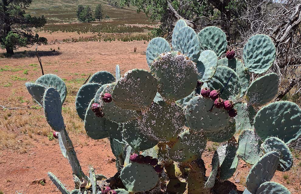Gum Creek Cactus Cull